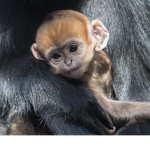 Monkey Monsters