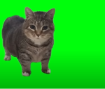 the cat meme grup