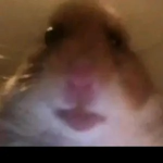 Grace's Røse