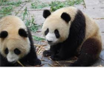 pandas are epic
