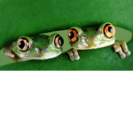 Frog is cute
