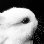 bunny committee Group Thumbnail