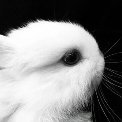 bunny committee Roblox group icon