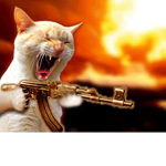 Cat army will rule