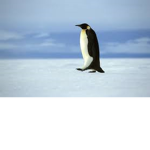 All hail penguin queen for Angie which is me!