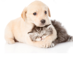 Canine & Kitty Squad