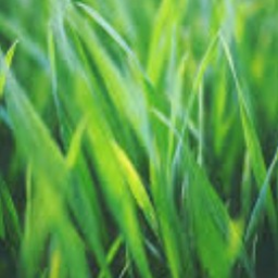 touch and walk on grass