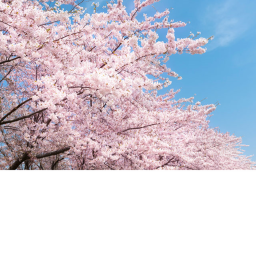 Sakura maru✿