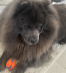 Baloo Fan Club: Reborn