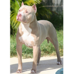 PITBULLARMY