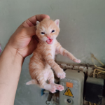 Cokie give you