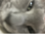 재미있고 즐겁게 게임하는 재즐입니당