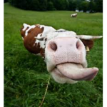 Cult O’ Cows