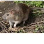 More ratssssssss