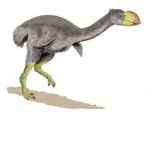 Bullockornis Group