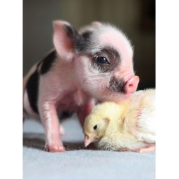 Super piggy and super chicken club's Place Number: