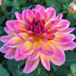 PRETTY FLOWER GROUP XDXDXD