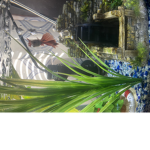 The aquarium group fishing