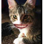 The cat on a picture.