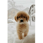 Puppylove12345