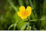 buttercup group :)