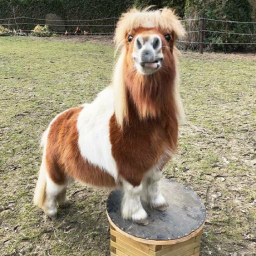 ʚ🐎ɞ