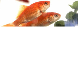 The Water Fishy or Fat Boy Test
