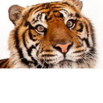 Tigers #####
