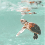 •Team tortue•