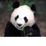 team panda forever