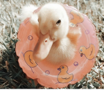 DUCKY SQAUD :)
