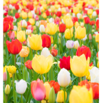 Flower-pot_love