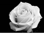 White Rose Mafia