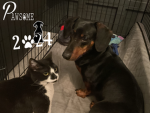 Super super sweet cute doggy’s