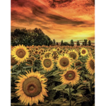 Sierra sunflowers