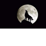 Da Alpha Wolves