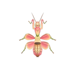 Orchid Mantis Gang