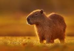 capybara projects