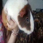 guinea pig and budgiegar