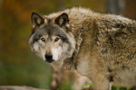 Wolffansforever