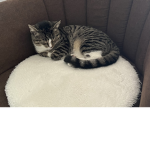 Katzen gang die coolen