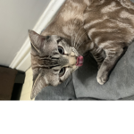I like cats:)