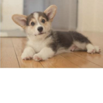 I love animals how about you