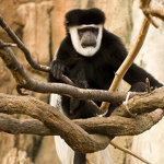PartofMonkey
