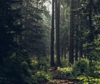 Mysterious forest exploration (UPDATE)