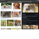 Jacks Dog Group