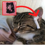 luсki