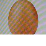 Sur eggssss