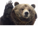 Teh #Bear Squad!