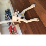 “Doggo Squad Forever!”